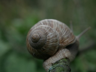 Close-up view of a crawling snail, blurred green background