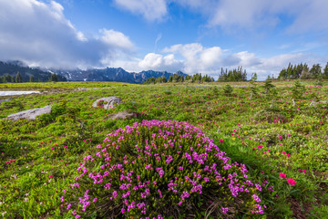 Obraz premium Spray Park Trail, Mount Rainier