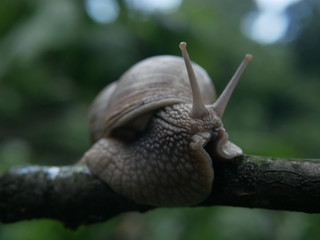 Close-up view of a crawling snail, blurred green background