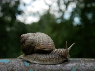 Close-up view of a crawling snail, blurred green background
