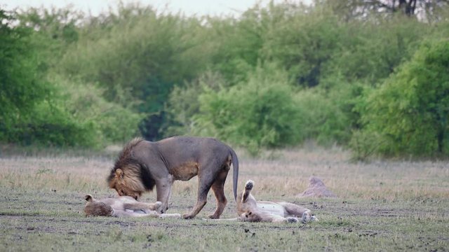 Alpha lion smells and inspects a female lioness laying on the ground, belly up. Telephoto shot.