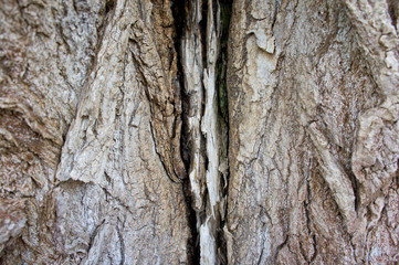 The texture of the bark of an old tree. Background for nature and plants.