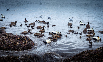 Birds in a lake in Reykjavik Iceland