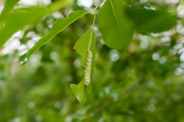 Plants damaged by caterpillar. Plant health protection.