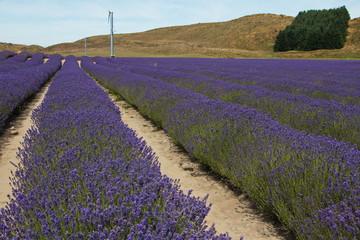 Blooming lavender in a lavender farm near Twizel on South Island of New Zealand