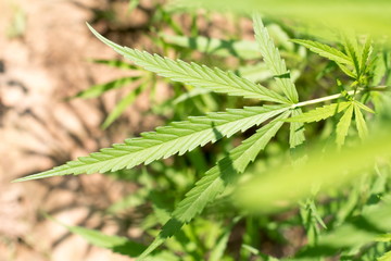 marijuana plant