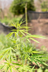 marijuana plant