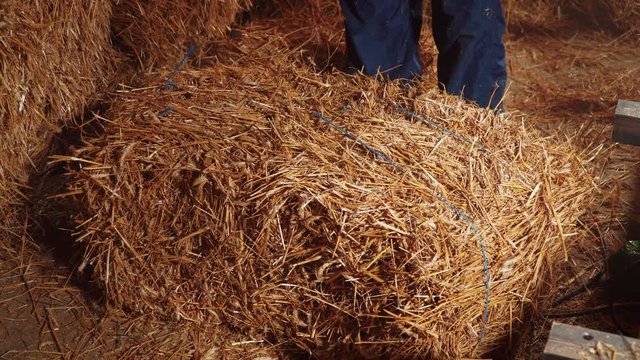 Worker pulls a rope out of straw bale.