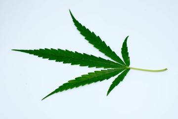 marijuana plant on  white  background