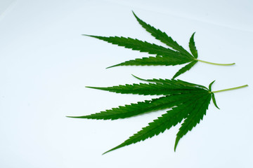 marijuana plant on  white  background