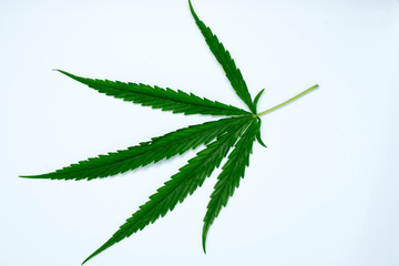 marijuana plant on  white  background