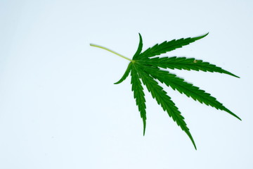 marijuana plant on  white  background
