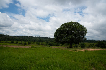 Thung ka mang : alone tree and green grass meadow  with cloudy background 