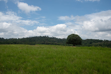 Fototapeta na wymiar Thung ka mang : alone tree and green grass meadow with cloudy background 