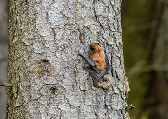 Leisler's bats (Nyctalus leisleri)  on the tree