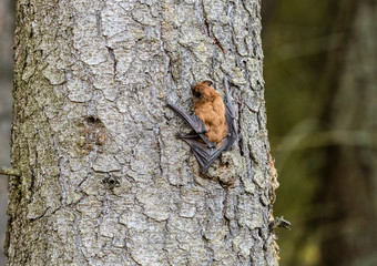 Leisler's bats (Nyctalus leisleri)  on the tree
