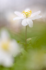 A closeup of a wood or wild anemone