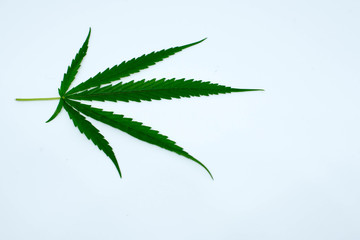 marijuana plant on  white  background