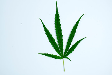 marijuana plant on  white  background
