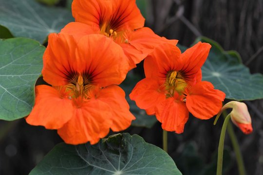 capuchina
