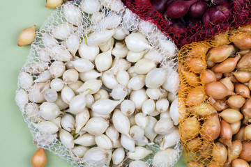 Small bulbs of red, yellow, white onion sets ready to planting.