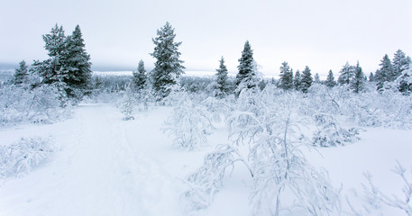 A frozen landscape during winter in Lapland