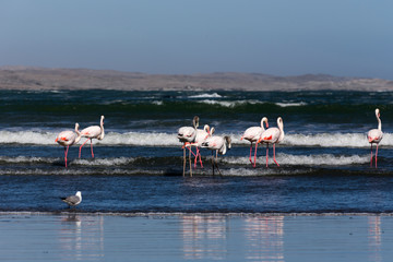 Naklejka premium Flamingo birds in front of the ocean