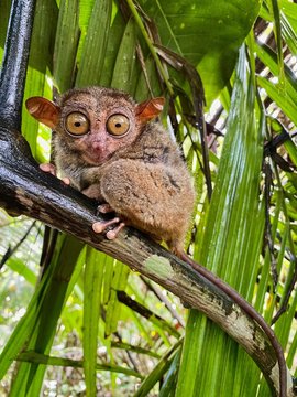 tarsier on a branch