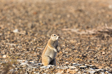 Naklejka na ściany i meble A photo of a ground squirrel
