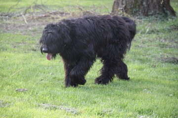 Sheepdogs domestic garden puppy playing together