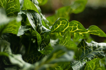 Obraz premium green leaf close up