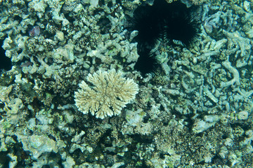 Bleaching corals in the sea
