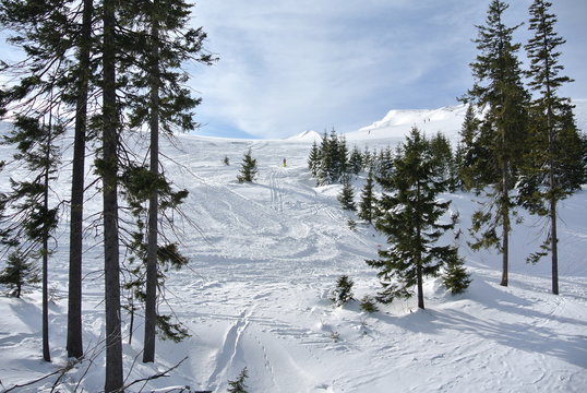 Karpaty mountains with the forest during the winter  with ski track, Dragobrat