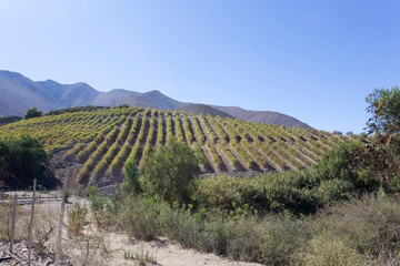 Fototapeta na wymiar Grape fields in Pisco Elqui