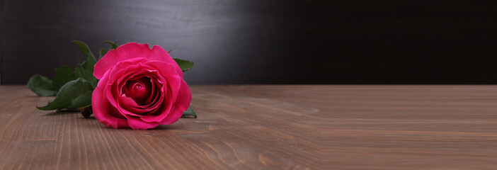 rose on wood background