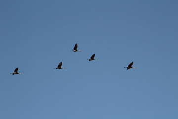 Five Sandhill Cranes in Flight Formation