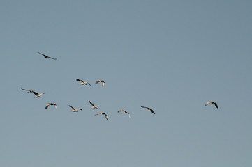 Flock of Sandhill Cranes