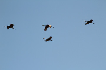 Formation Flight