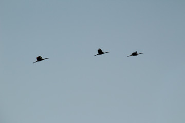 Silhouette of Cranes in Flight