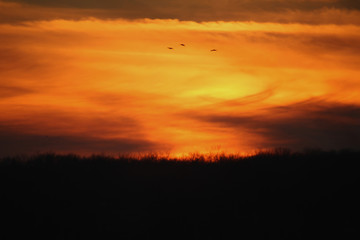Silhouttes in the Sunset