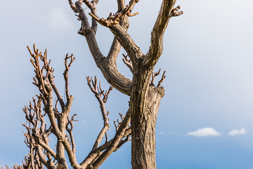 beautiful background tree trunks without leaves