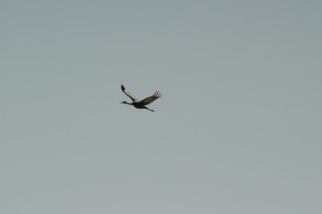 Single Sandhill Crane in Flight