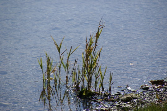 Schilfrohr 202005 