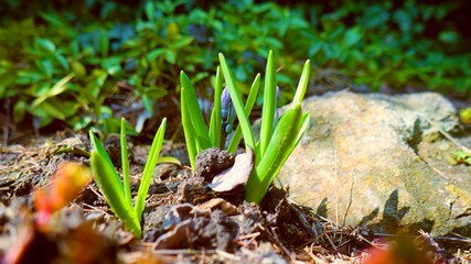 A young plant during spring , a beautiful and wild scene