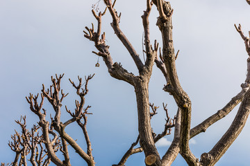 beautiful background tree trunks without leaves