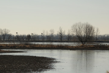 Wetland Takeoff