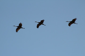 Wings Spread