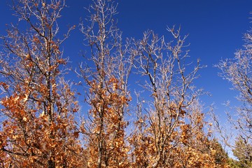 Close up on fall or autumn color leaves with dark blue sky