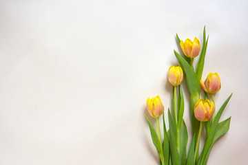 Bouquet of yellow tulips isolated against white background with copy space for text. Top view. Flat lay. 