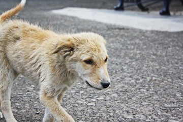 Fototapeta premium Portrait of a stray puppy